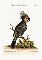 Der große schwarze Kakadu, 1749-73